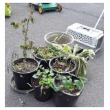 Group of potted live greenery