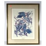 Audubon Carolina Parrot print, framed and double