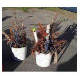 Two Potted Decor of dead pine and white birch