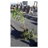 5 potted Live Plants