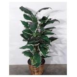 Everlasting floor plant, 49"