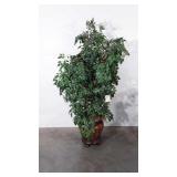 Everlasting Natida Ficus tree, 5