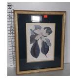 Framed floral print, "Magnolia", 18x22", nic in
