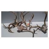 5 sets of antlers