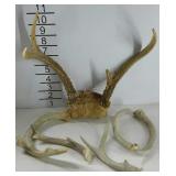 Deer antlers