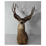 Taxidermy,  eight point buck, mule deer