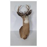 Taxidermy, 8 point buck