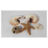 Sea shells and a starfish, some damage as shown