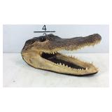 Small Alligator head taxidermy