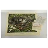 Don Whitlatch print, "Raccoon, Procyon lotor",