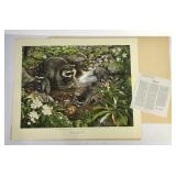 Don Whitlatch print, "Raccoon, Procyon lotor",