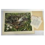 Don Whitlatch print, "Raccoon, Procyon lotor",