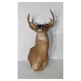 Taxidermy, eight point buck