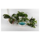 Three living potted plants