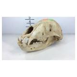Animal skull