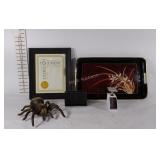 Picture frame, poly serving tray, toy spider,
