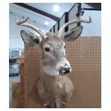 Taxidermy Deer, 4point with 13" antler Spread