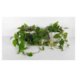 Two living potted plants, 10" ceramic planters