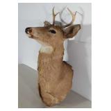 Taxidermy Deer Mount, 4point with 4.5" Antler