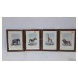 Four safari themed prints from pier one imports,