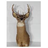 Taxidermy, nine point buck