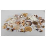 Sea shell collection