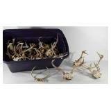 33 gallon tote full of deer antlers