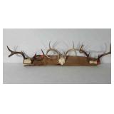 Taxidermy, mounted deer antlers on wood, six