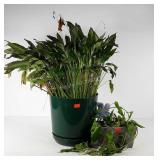 Peace lily houseplant in plastic planter and