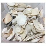 Box of seashells