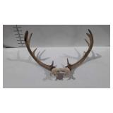 Taxidermy, nine point antlers