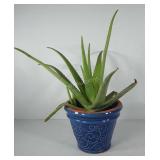 Live aloe Vera plant in ceramic planter, planter