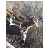 Deer Skull Antlers, 8 point.