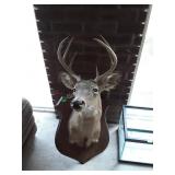 Taxidermy Deer Mount, 9point