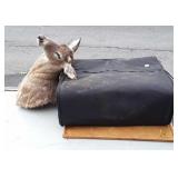 Taxidermy Deer Head but Antlers have been Cut