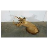 Taxidermy buck, 8 point, 36" at tallest point,