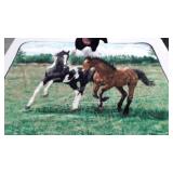 Fleece horse throw 60x47 and plush horse