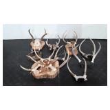 Deer antlers, nine, some on plaques