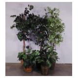 Group of everlasting plants,  three trees and two