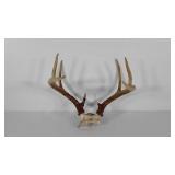 Seven point antler rack