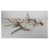Deer antlers, seven from single to five points