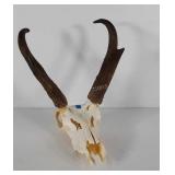 Taxidermy skull with Pronghorn antlers