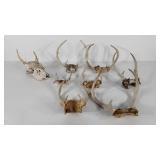 Seven sets of antlers and a skull