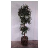 Everlasting potted tree,  76" tall