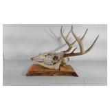 Deer skull mounted, dated 11/27/2018