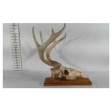 Deer skull, mounted