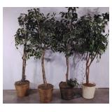 Four everlasting potted trees