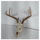 Antlers with Skull, 8 point.