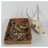 Animal skull and horns