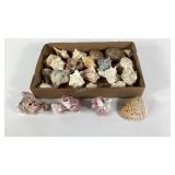 Sea shell collection